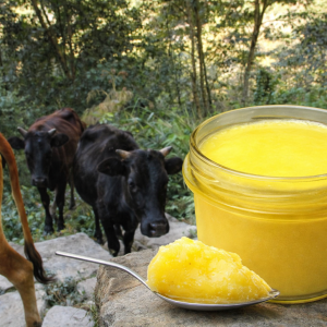 A2 Ghee from Jumla Kathe Gai – Premium Quality from Local Cattle
